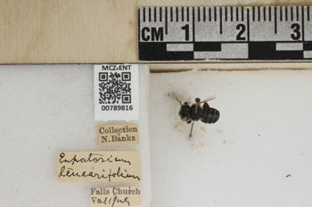 Media type: image;   Entomology 789816 Aspect: Labels